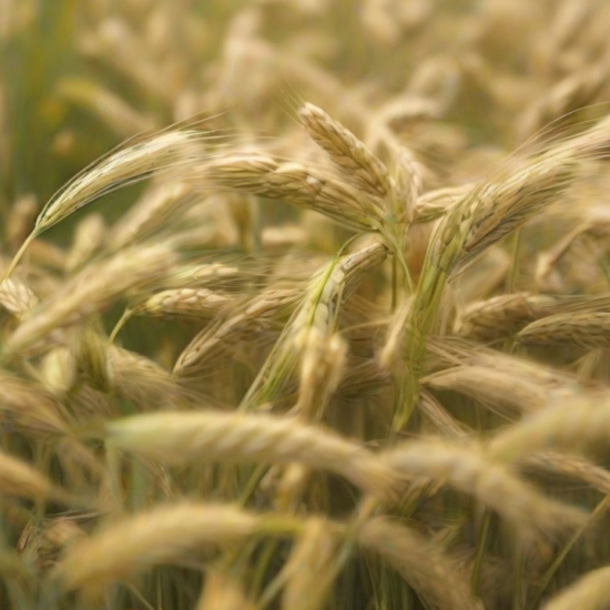 How to grow Barley