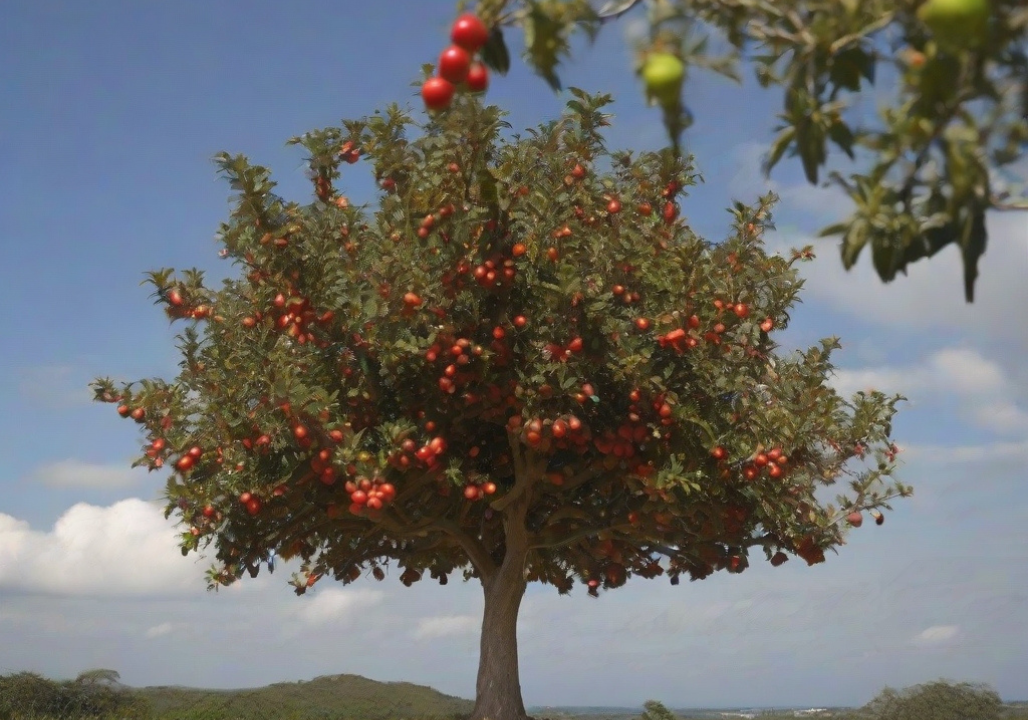 how to grow Acerola tree