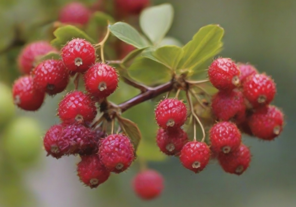 How to grow Berrylicious tree