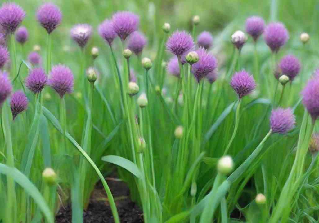 Grow Chives