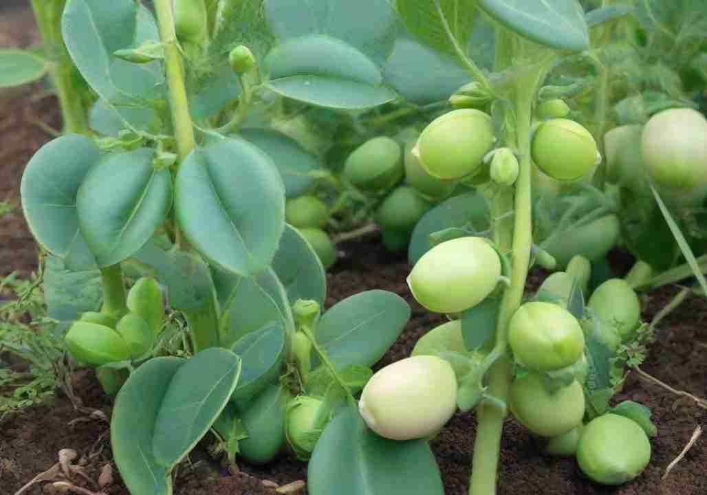 Grow Fava Beans