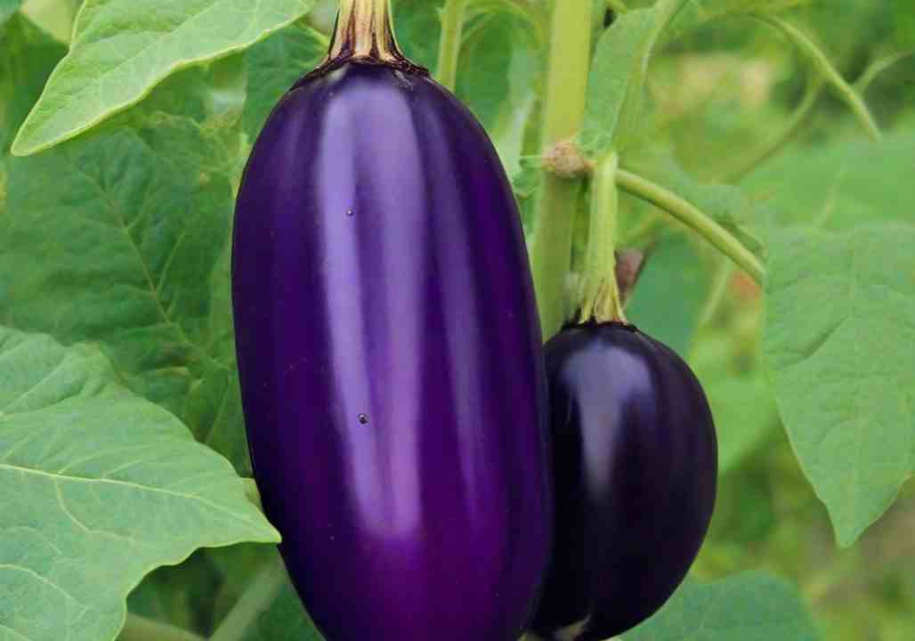 Grow Eggplant (Aubergine)