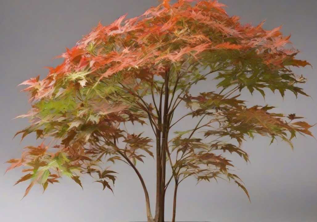How to Grow Acer caesium: