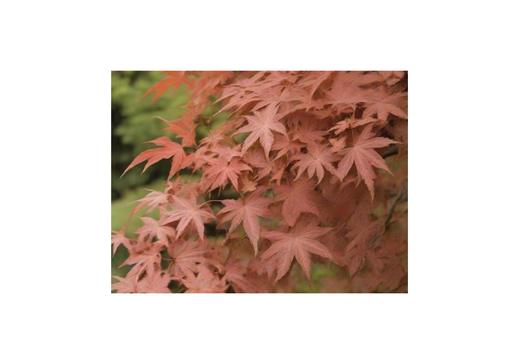 how to grow Acer oblongum