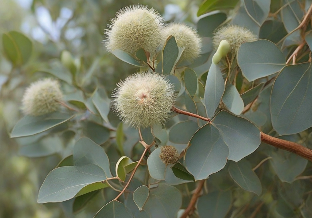 How to Grow Eucalyptus tereticornis