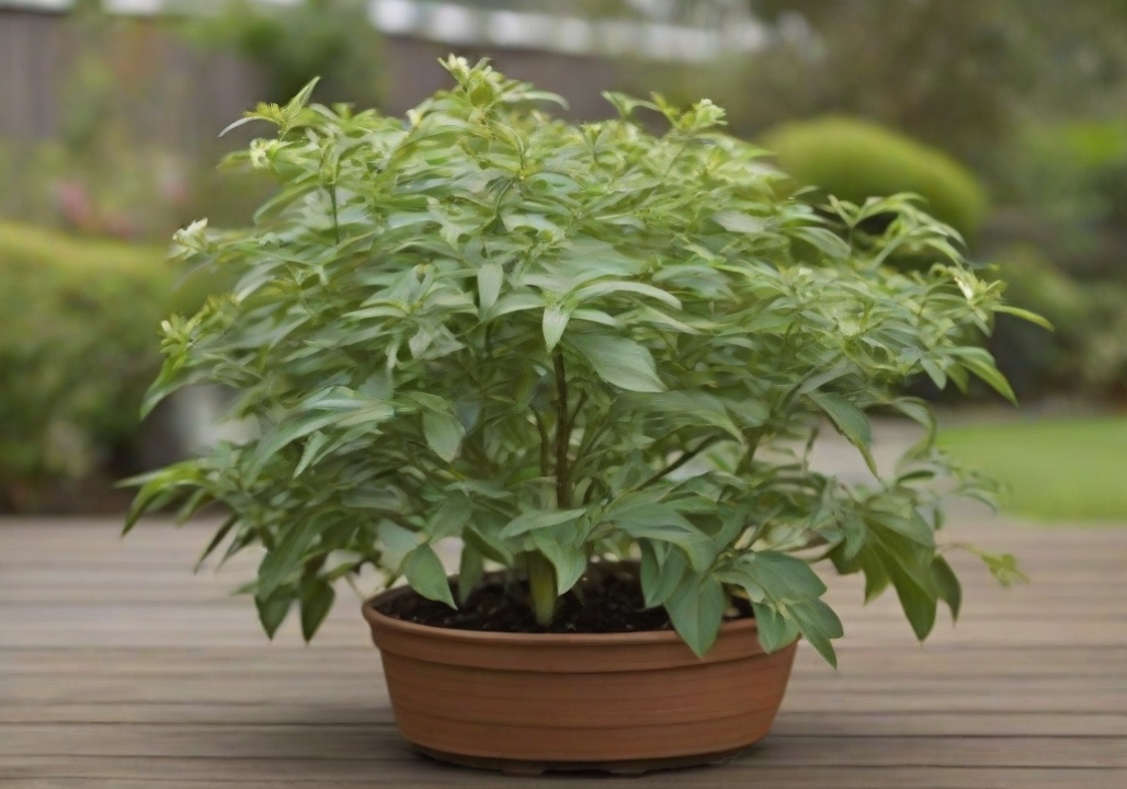 How to Grow Millingtonia hortensis