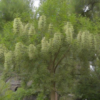How to Grow Prosopis cineraria